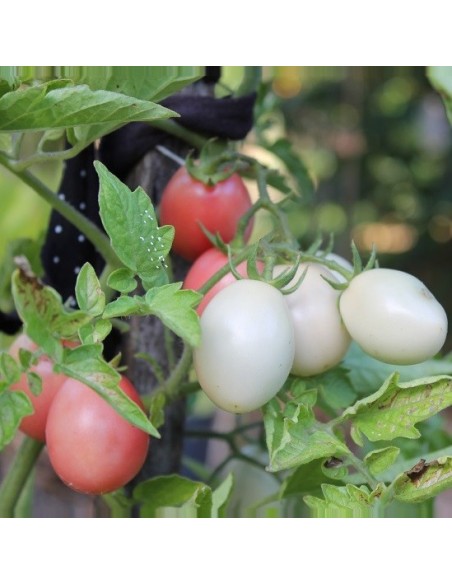 Kit futé  - Mes Tomates Insolites