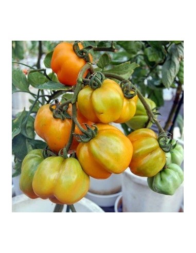 Kit futé  - Mes Tomates Insolites