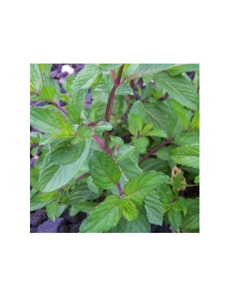 Mentha X piperita (menthe poivrée, menthe anglaise)