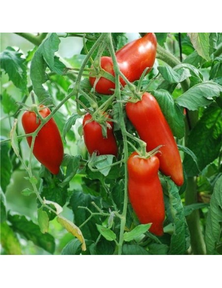 Kit futé  - Mes Tomates Insolites