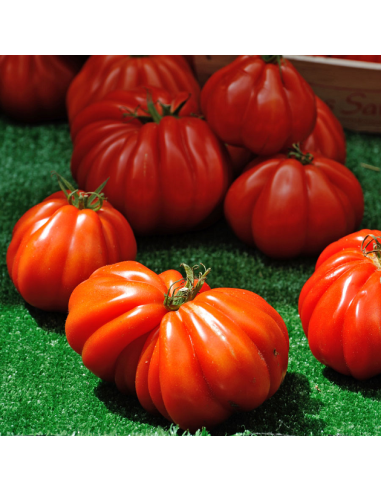 Kit futé  - Mes Tomates Anciennes