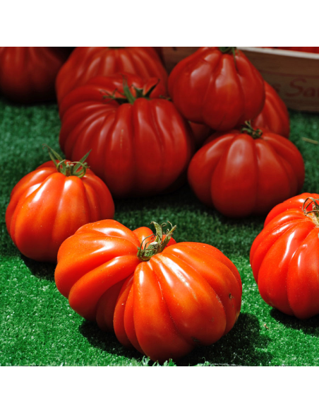Kit futé  - Mes Tomates Anciennes