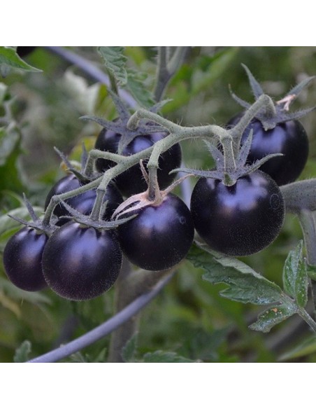 Kit futé  - Mes Tomates Anciennes