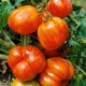 Kit futé - Des Tomates pour Ma Région n°1 - Climat Frais & Saison Courte - Tomate Tigrella