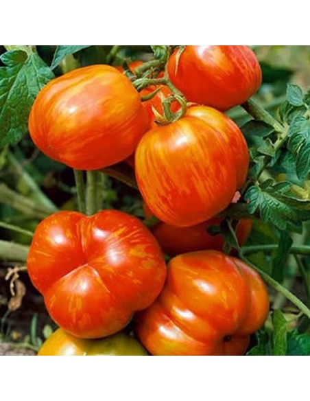 Kit futé  - Des Tomates pour Ma Région n°1 - Climat Frais & Saison Courte - Tomate Tigrella