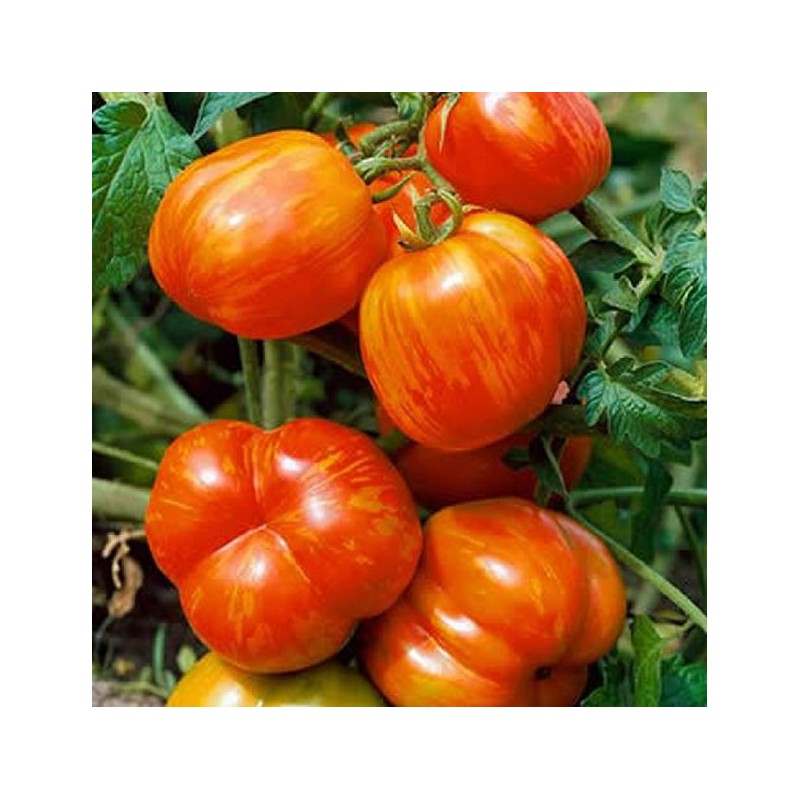 Семена томатов полосатые. Полосатые помидоры сорта. Томат кубовидный. Квадратный помидор.