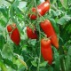 Kit futé - Des Tomates pour Ma Région n°1 - Climat Frais & Saison Courte - Tomate Andine Cornue