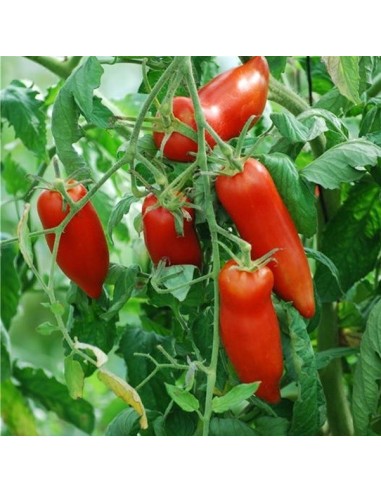 Kit futé  - Des Tomates pour Ma Région n°1 - Climat Frais & Saison Courte - Tomate Andine Cornue