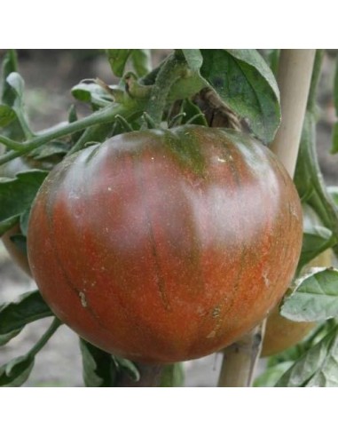 Kit futé  - Des Tomates pour Ma Région n°1 - Climat Frais & Saison Courte - Black Prince