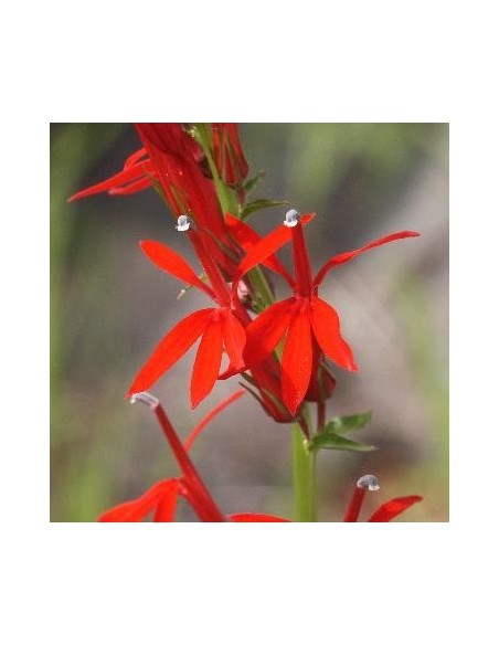 Lobelia cardinalis (Lobelie du cardinal)