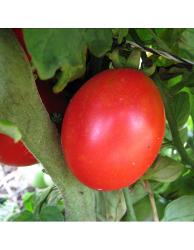 Kit futé  - Des Tomates pour Ma Région n°1 - Climat Frais & Saison Courte - Tomate Siberian