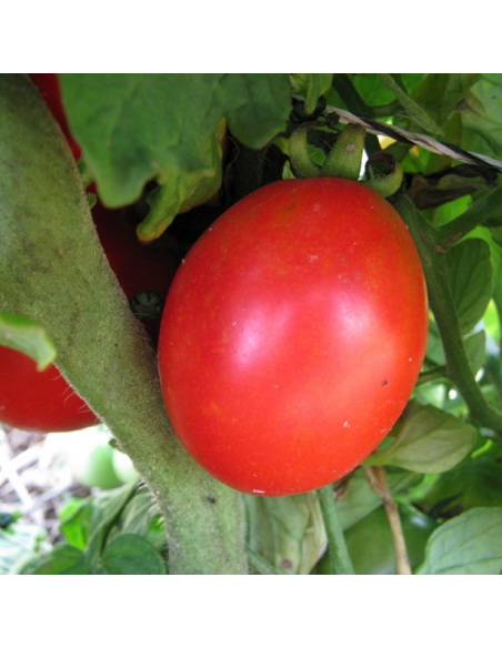 Kit futé  - Des Tomates pour Ma Région n°1 - Climat Frais & Saison Courte - Tomate Siberian