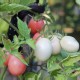 Kit futé - Des Tomates pour Ma Région n°1 - Climat Frais & Saison Courte - Tomate Pink Thai Egg