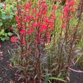 Lobelia cardinalis (Lobelie du cardinal)