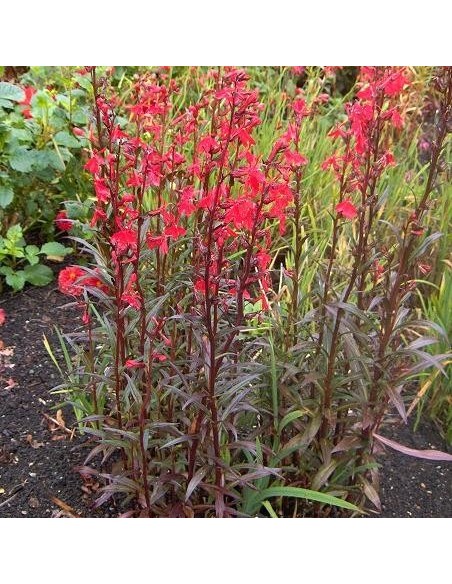 Lobelia cardinalis (Lobelie du cardinal)