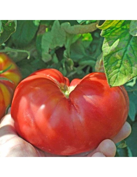 Kit futé  - Des Tomates pour Ma Région n°2 - SPECIAL Sud de la France- Tomate Mortgage Lifter