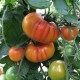 Graines Tomate ancienne 'Hillbilly' seeds