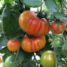 graine de tomate ancienne Hillbilly