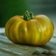 Kit futé - Des Tomates pour Ma Région n°2 - SPECIAL Sud de la France - Tomate Evergreen