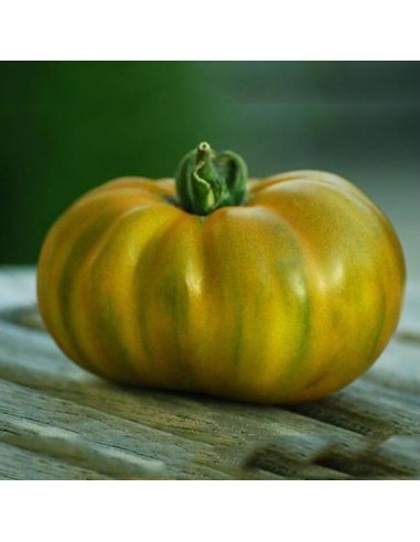 Kit futé  - Des Tomates pour Ma Région n°2 - SPECIAL Sud de la France - Tomate Evergreen