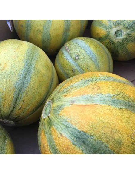 Melon Ogen ( Melon Haogen)