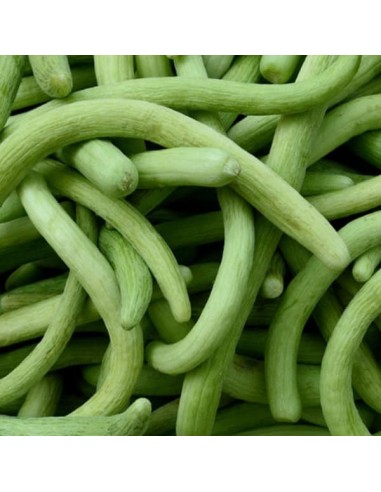 Melon Concombre Arménien (Concombre serpent)