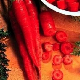 Daucus carota (Carotte 'Atomic red')