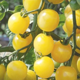 Tomate Mirabelle blanche (tomate cerise)