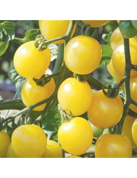 Tomate Mirabelle blanche (tomate cerise)