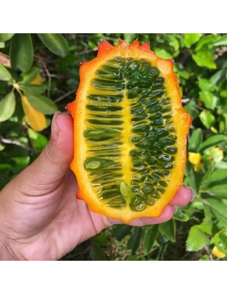 Kiwano (Concombre cornu d'Afrique)