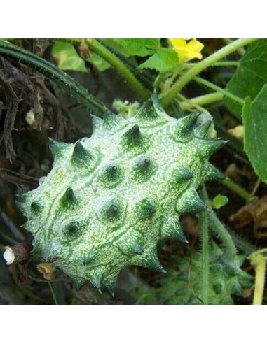Kiwano (Concombre cornu d'Afrique)