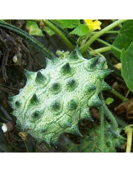 Kiwano (Concombre cornu d'Afrique)