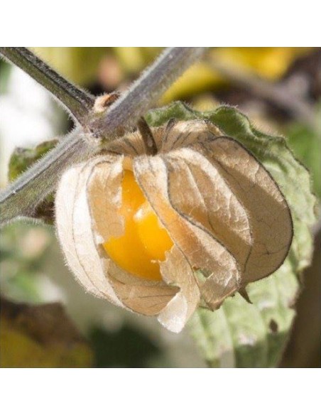Cerise de terre (Physalis pruinosa)