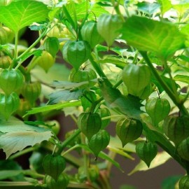 Cerise de terre (Physalis pruinosa)