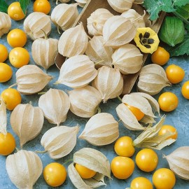 Cerise de terre (Physalis pruinosa)