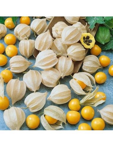 Cerise de terre (Physalis pruinosa)