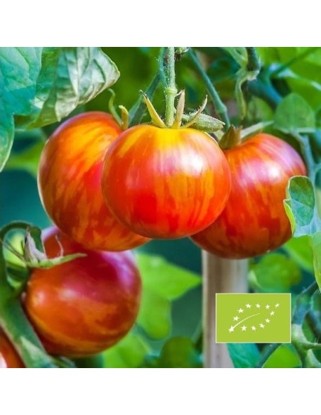 Graines Tomate ancienne bigarée 'Tigrella'