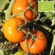 Graines Tomate ancienne 'Caro Rich'