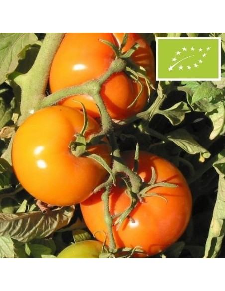 Graines Tomate ancienne 'Caro Rich'