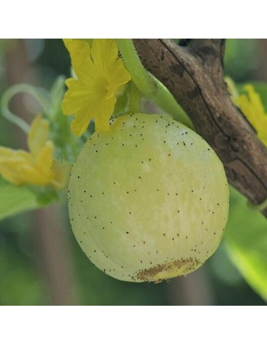 Concombre Crystal Apple