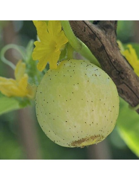 Concombre Crystal Apple