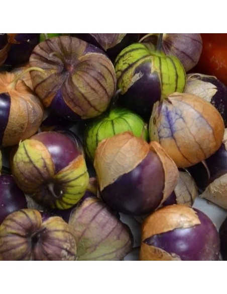 Tomatillo Violet (Physalis ixocarpa)