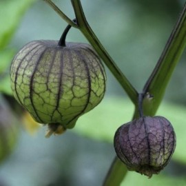Tomatillo Violet (Physalis ixocarpa)
