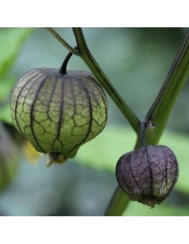 Tomatillo Violet (Physalis ixocarpa)