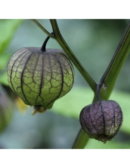 Tomatillo Violet (Physalis ixocarpa)