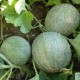 Melon Petit gris de Rennes