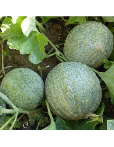 Melon Petit gris de Rennes