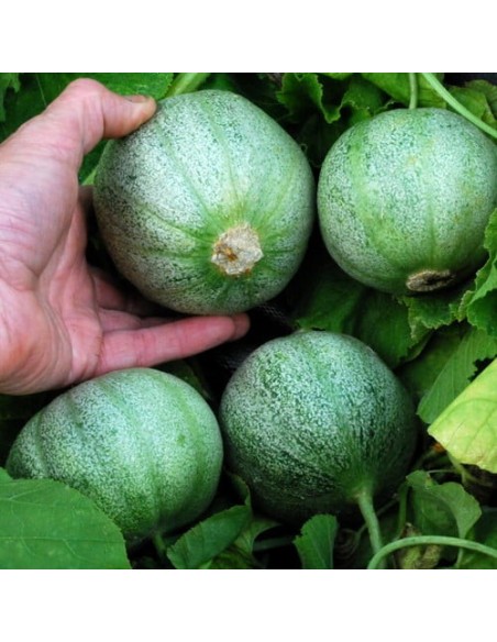Melon Petit gris de Rennes