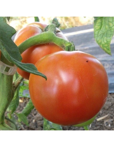 Tomate Eva Purple Ball (tomate ancienne)