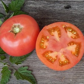 Tomate Eva Purple Ball (tomate ancienne)